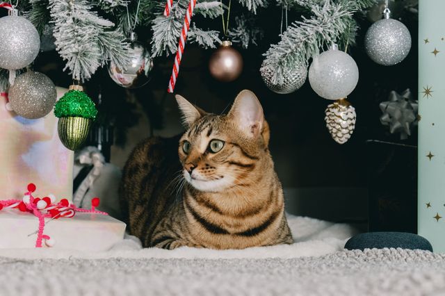 Chat tigré couché sous un sapin de Noël décoré de boules et de rubans