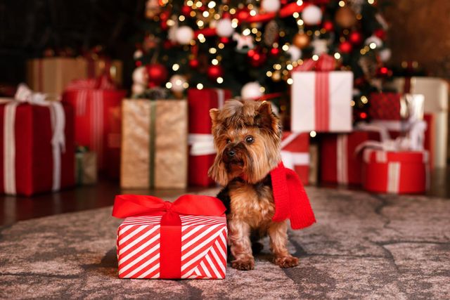 Yorkshire terrier assis devant un sapin de Noël illuminé, à côté d'un paquet cadeau rayé rouge et blanc