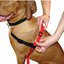 HALTI Harnais de dressage pour chien — photo 3