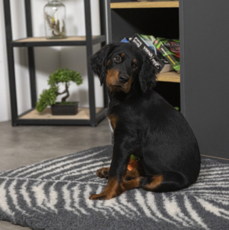 Tapis chauffant chien : coussin sans électricité, l’unique ! - photo 3