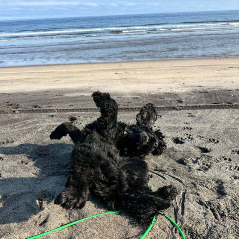 Cocker Spaniel Anglais - photo 8