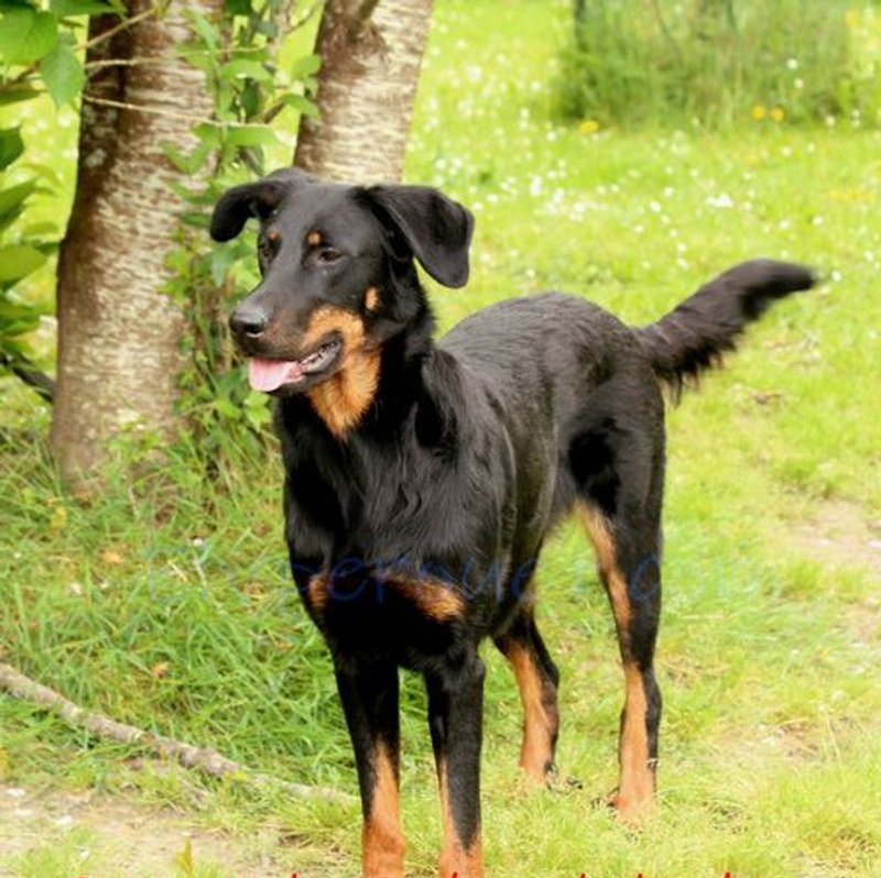 Beauceron - photo 1