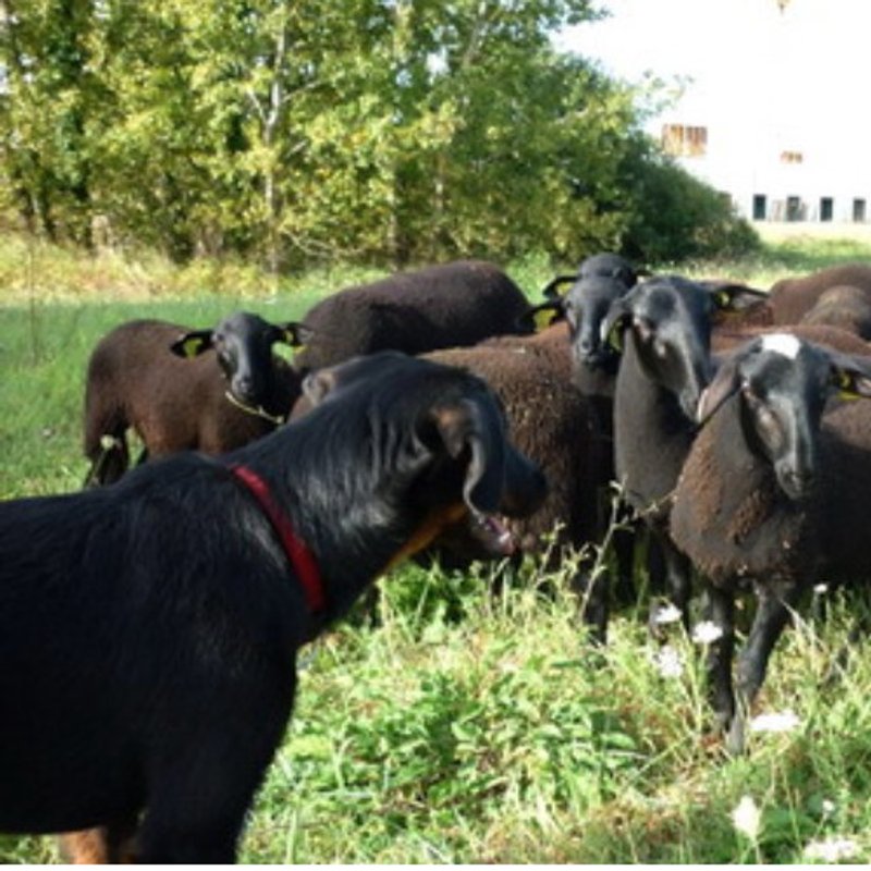 Beauceron - photo 4