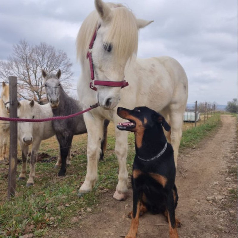 Beauceron - photo 2