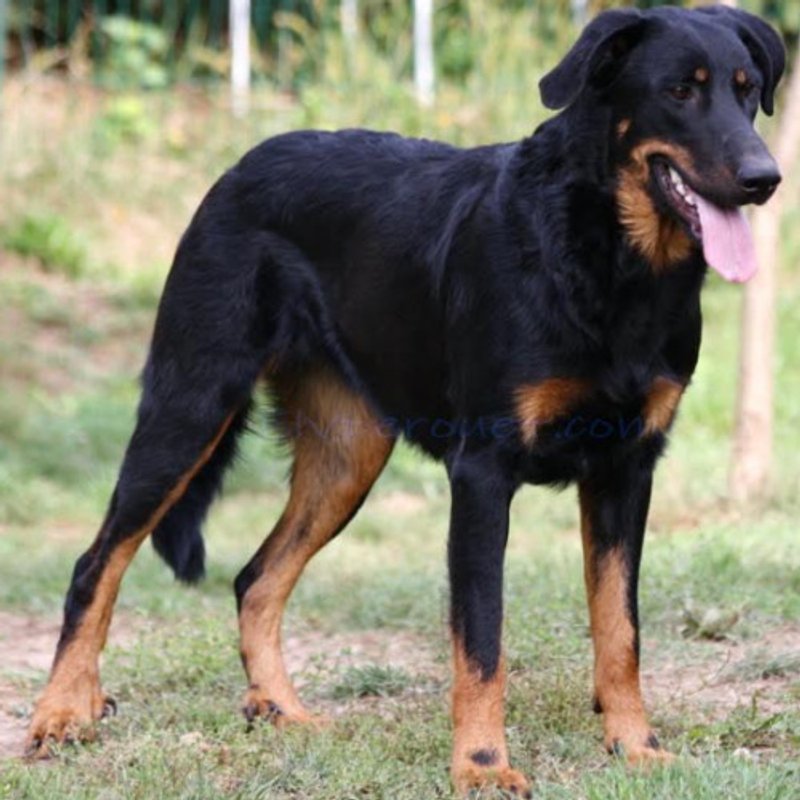 Beauceron - photo 3