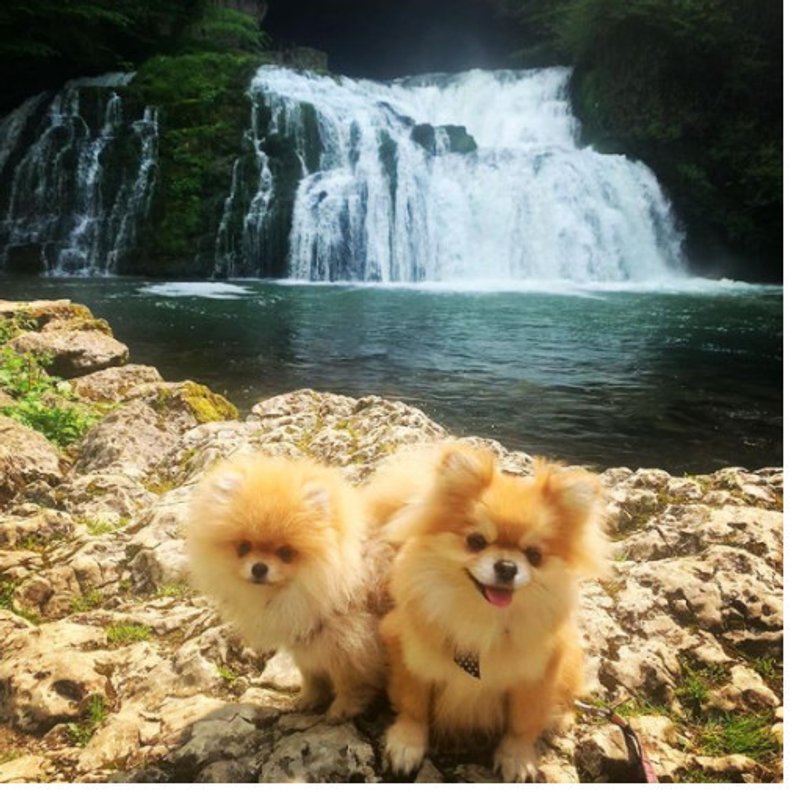 Spitz Allemand - photo 2