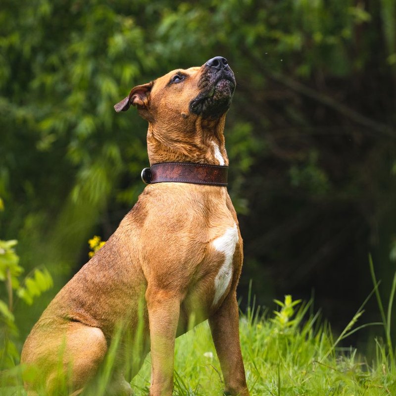 Staff, Amstaff, American Staff - photo galerie 1
