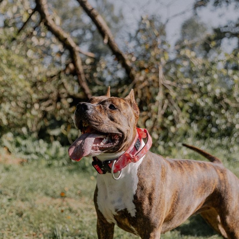 Staff, Amstaff, American Staff - photo galerie 4