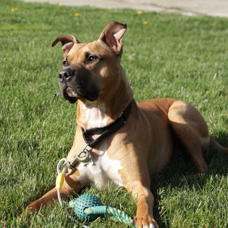 Staff, Amstaff, American Staff - photo galerie 2