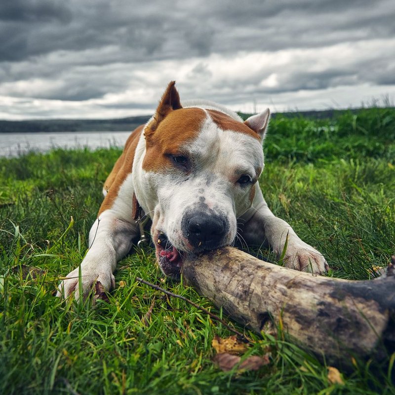 Staff, Amstaff, American Staff - photo galerie 3