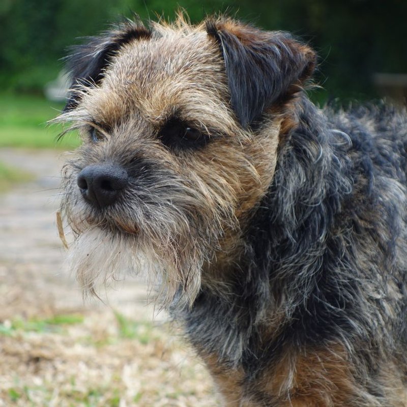 Border Terrier - photo galerie 4