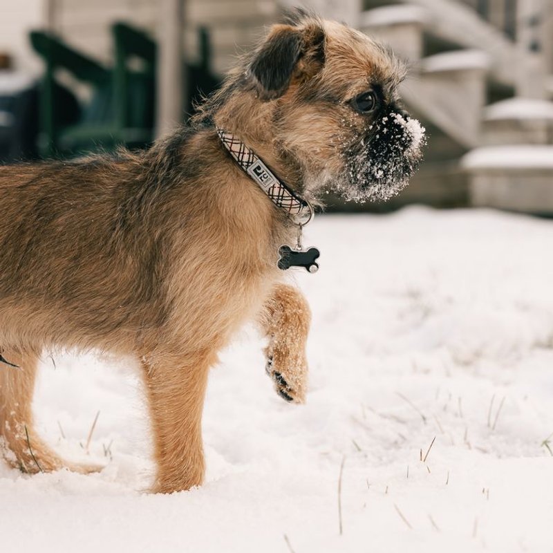 Border Terrier - photo galerie 3