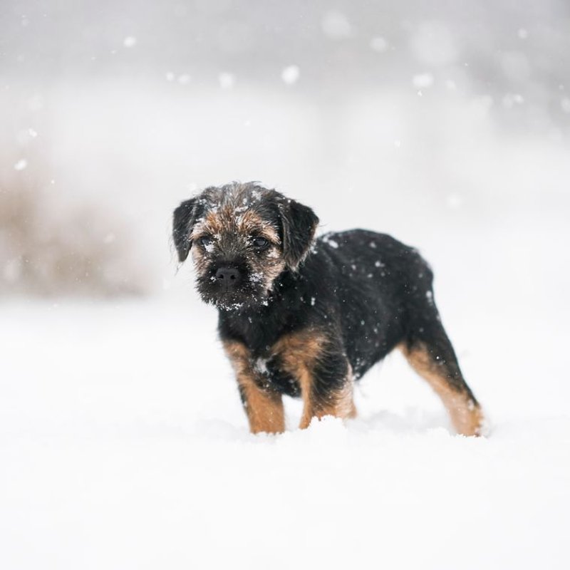 Border Terrier - photo galerie 2