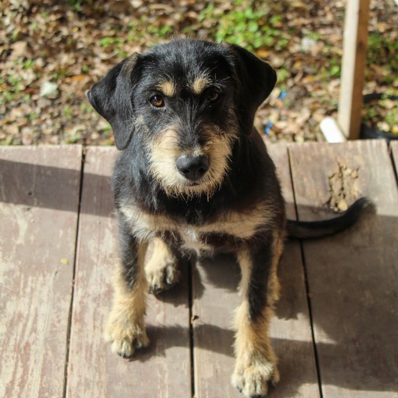Border Terrier - photo galerie 1