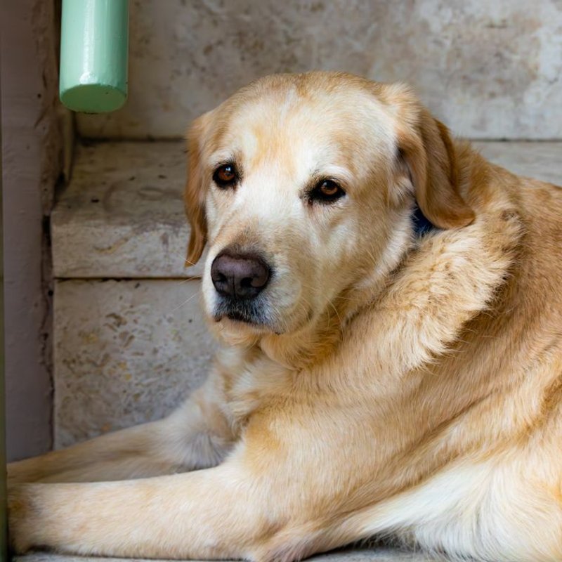 Golden Retriever - photo galerie 1