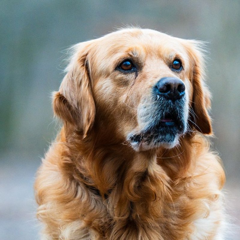 Golden Retriever - photo galerie 3