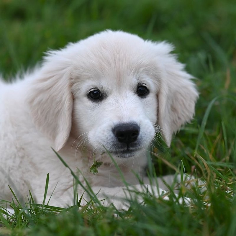 Golden Retriever - photo galerie 4