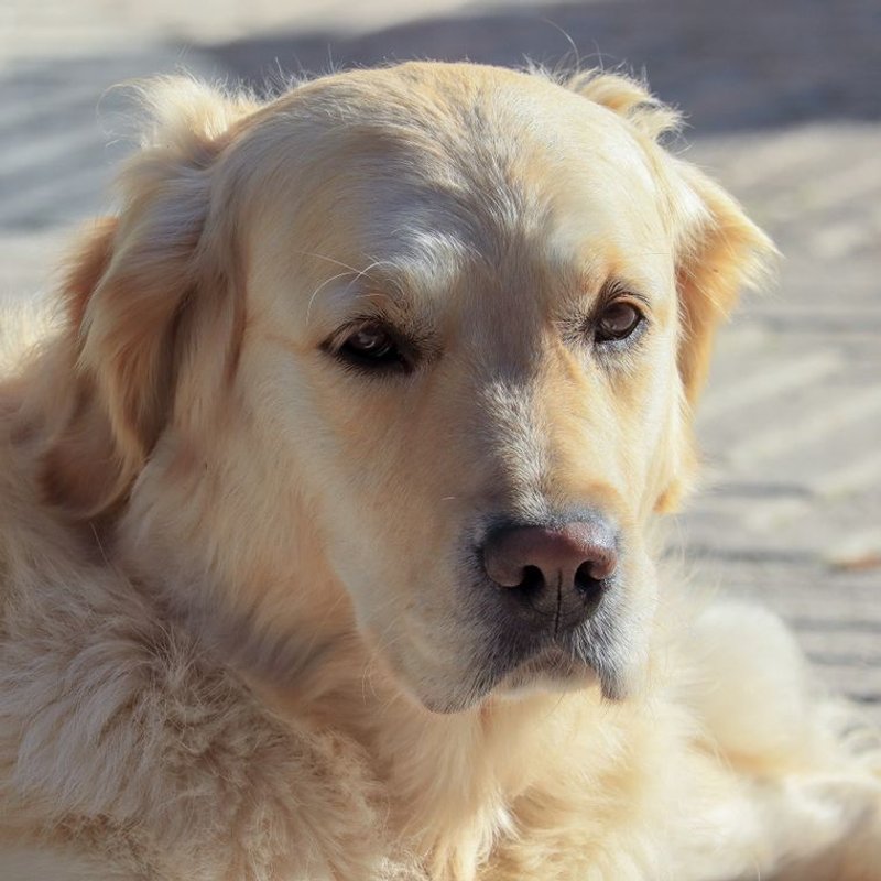 Golden Retriever - photo galerie 2