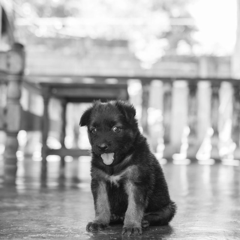 Berger Allemand - photo galerie 3