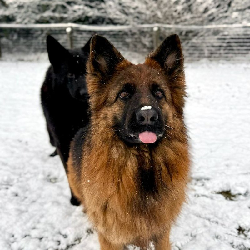 Berger Allemand - photo galerie 4