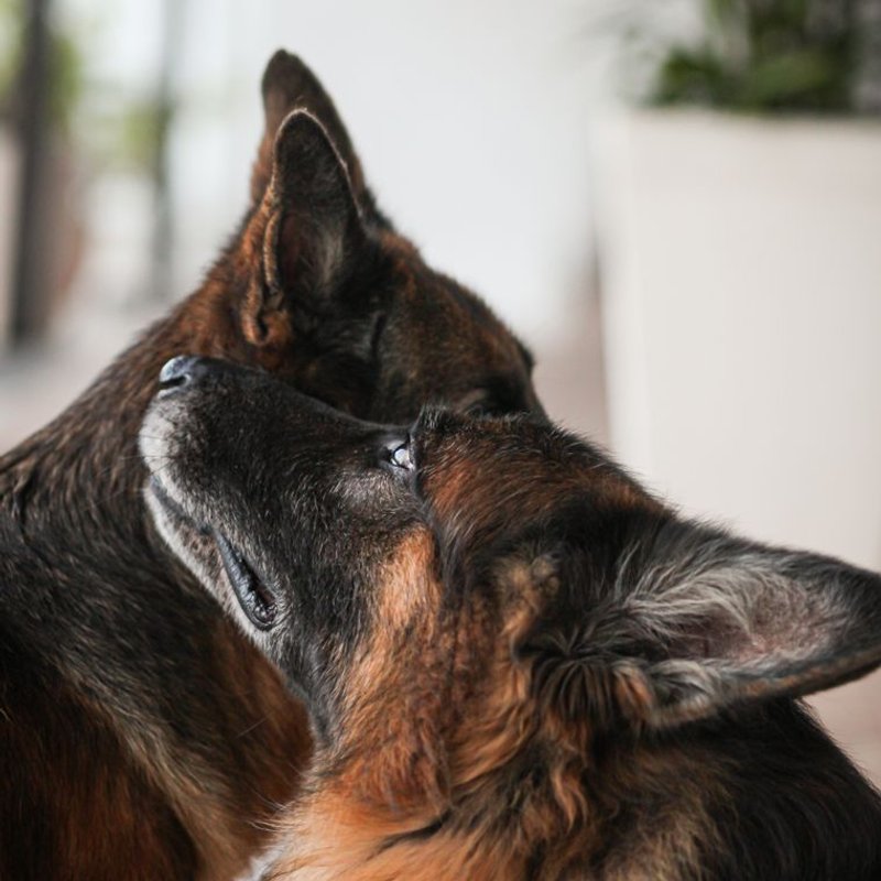 Berger Allemand - photo galerie 1