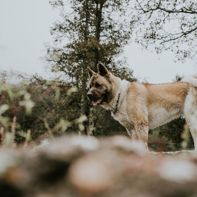 Akita Inu - photo galerie 4