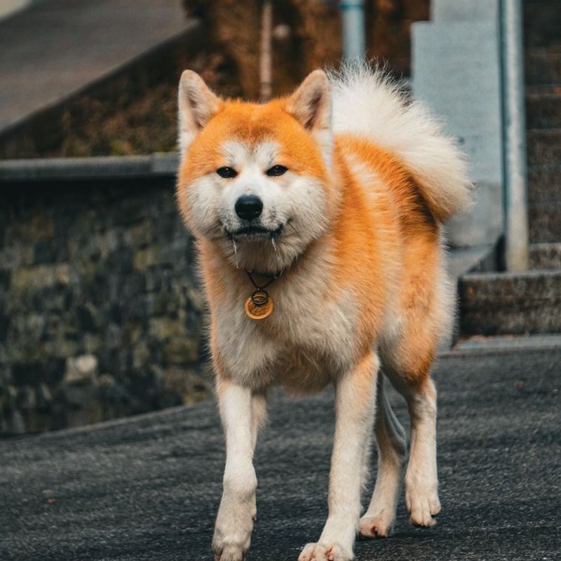 Akita Inu - photo galerie 2