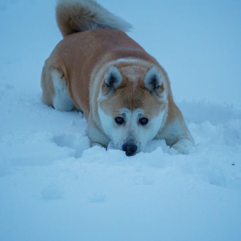 Akita Inu - photo galerie 1