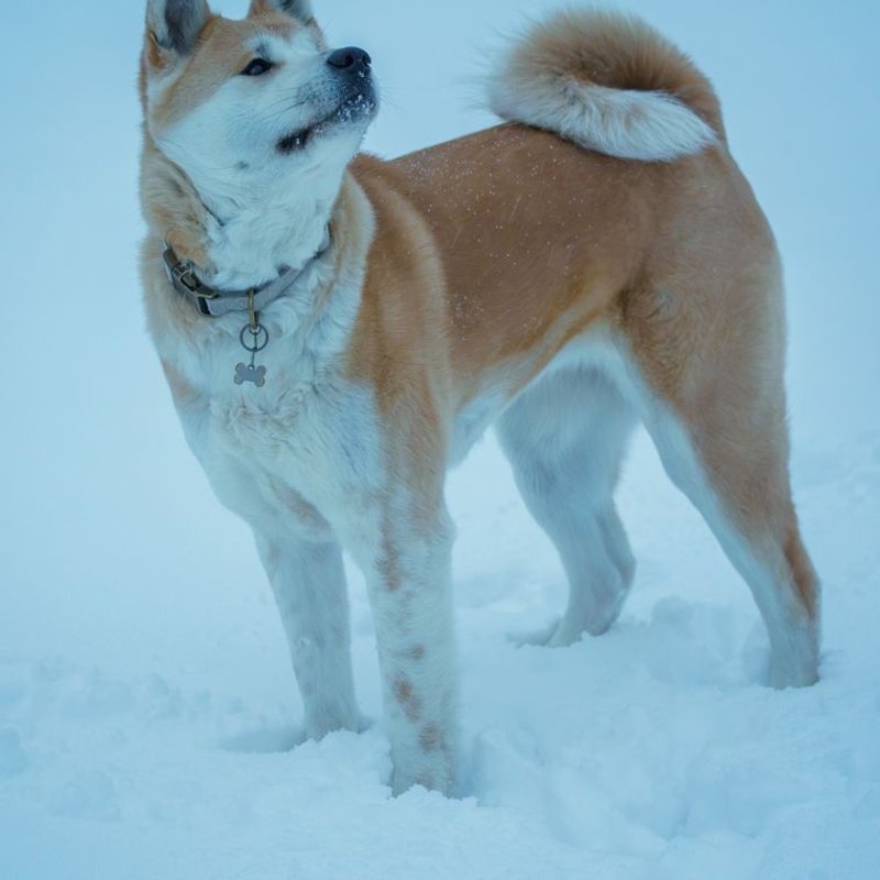 Akita Inu - photo galerie 3