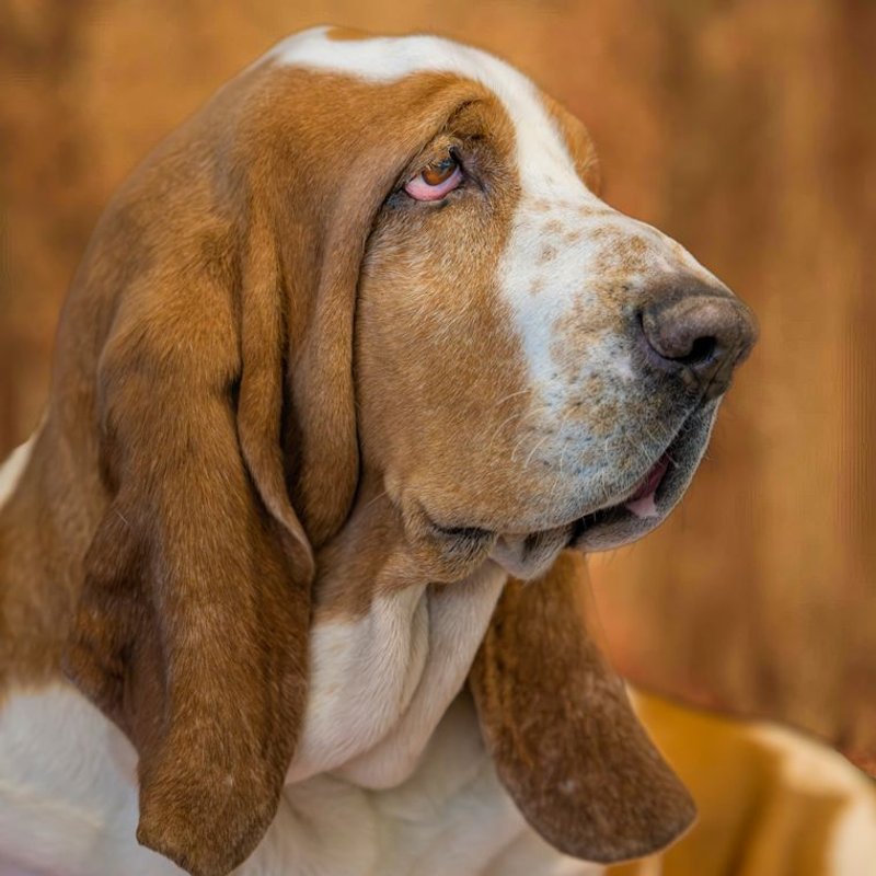 Basset Hound - photo galerie 3