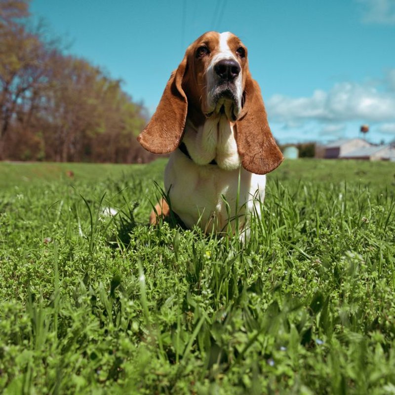 Basset Hound - photo galerie 1