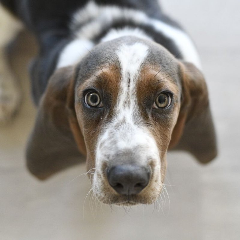 Basset Hound - photo galerie 4