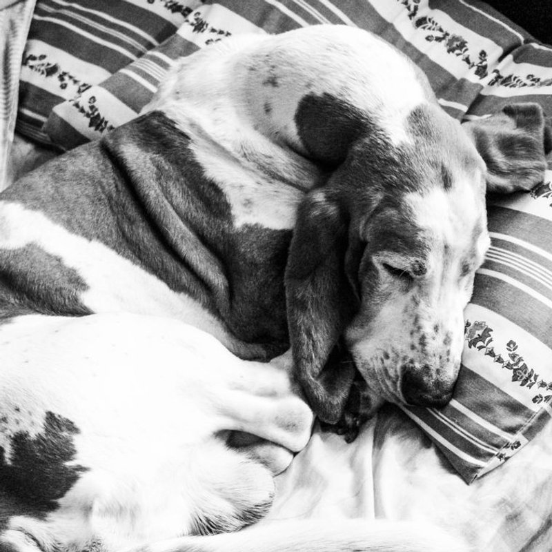 Basset Hound - photo galerie 2