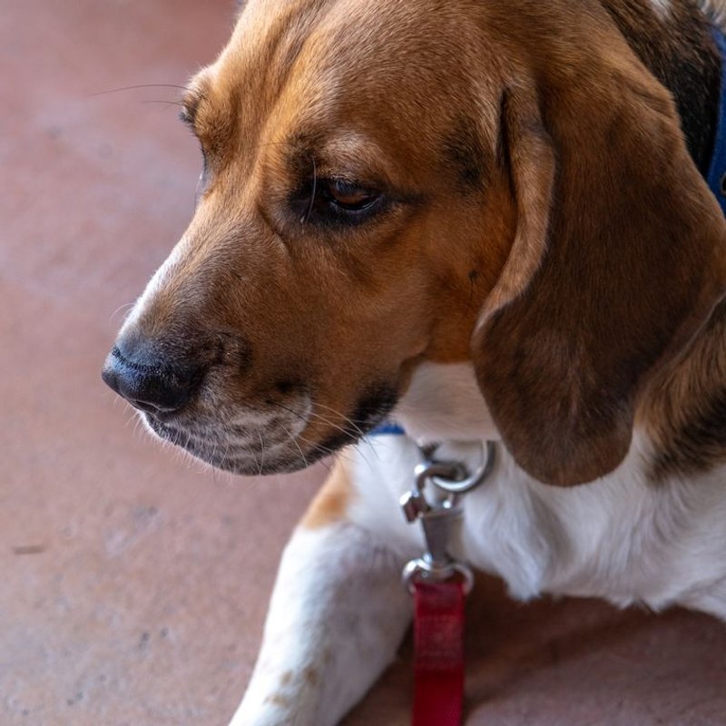 Beagle - photo galerie 3