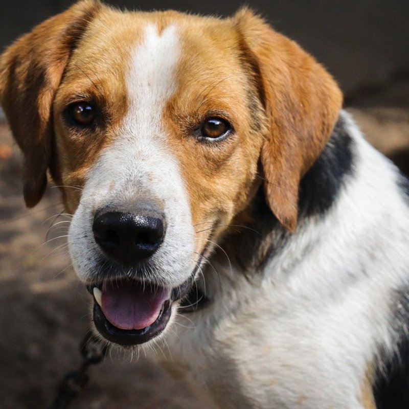 Beagle - photo galerie 1