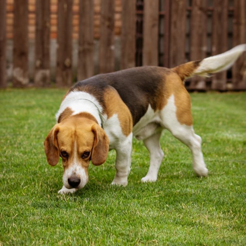 Beagle - photo galerie 2