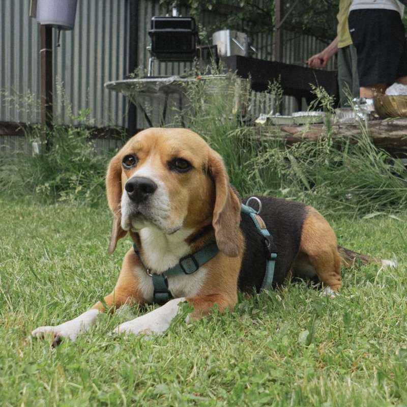 Beagle - photo galerie 4