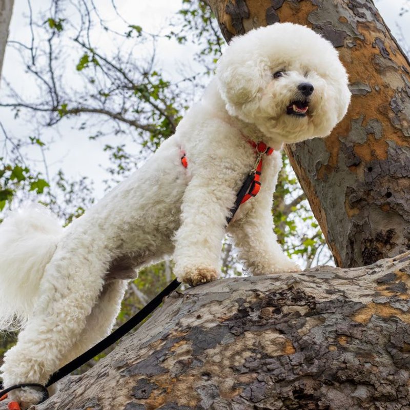 Bichon Frisé - photo galerie 2
