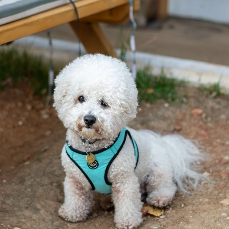 Bichon Frisé - photo galerie 4