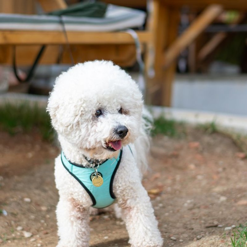 Bichon Frisé - photo galerie 1
