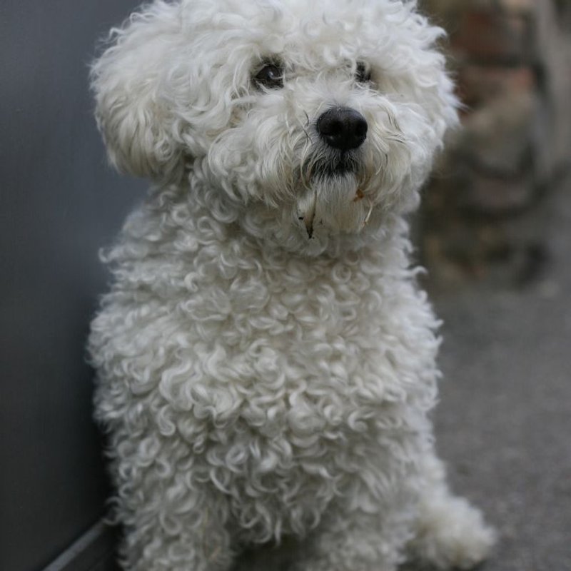 Bichon Frisé - photo galerie 3