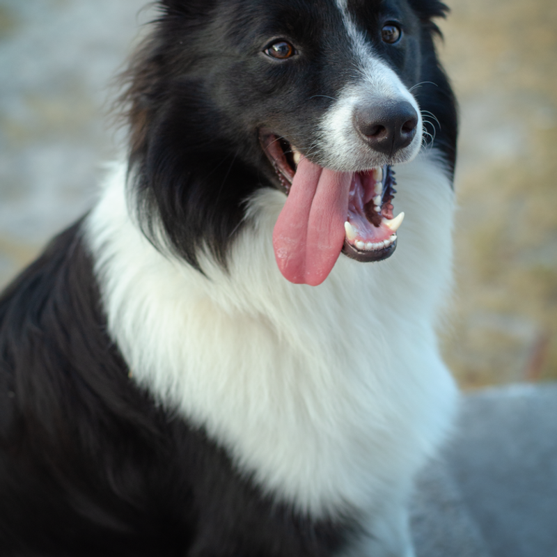 Border Collie - photo galerie 4