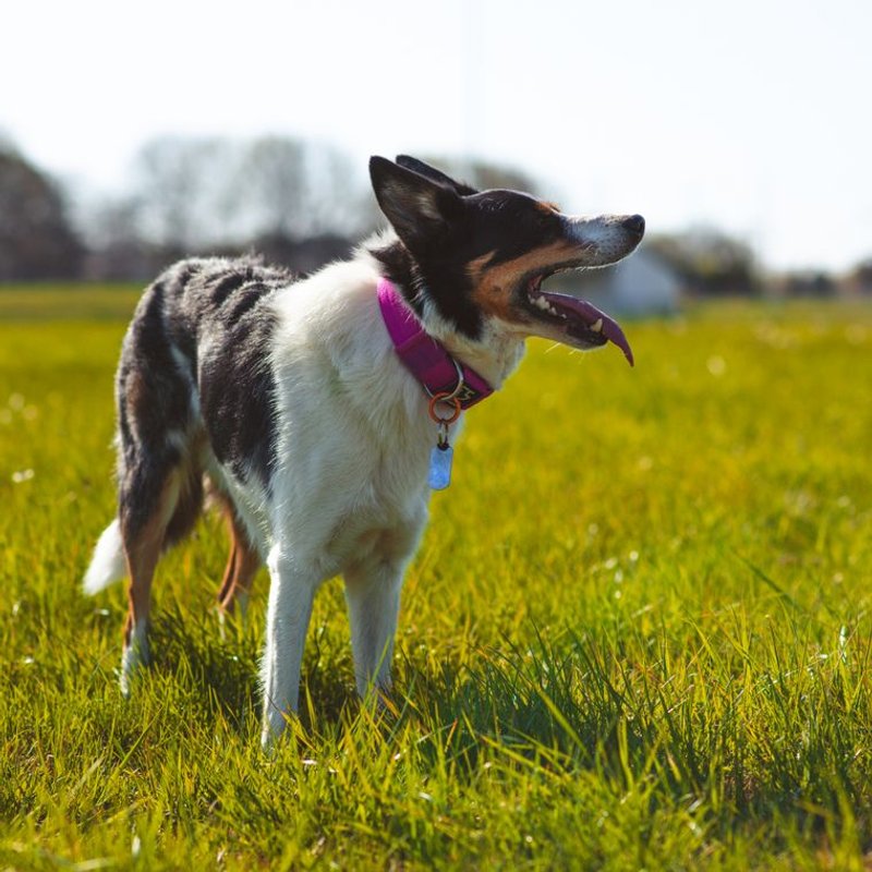 Border Collie - photo galerie 2