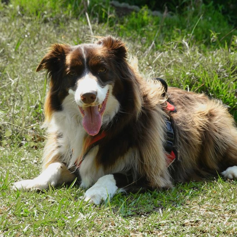 Border Collie - photo galerie 3