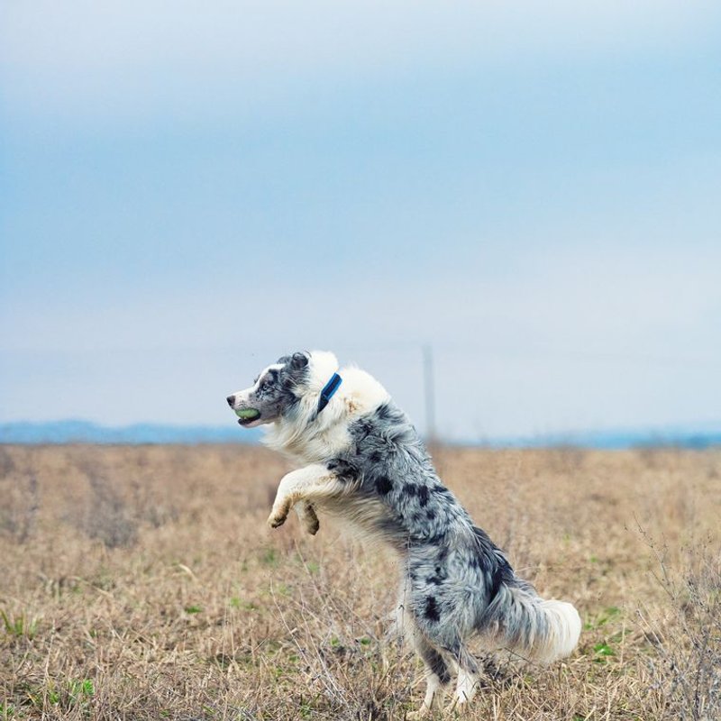 Border Collie - photo galerie 1