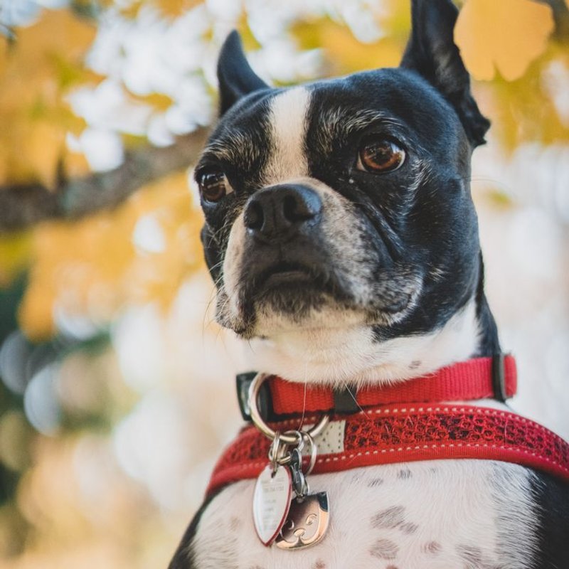 Boston Terrier - photo galerie 2