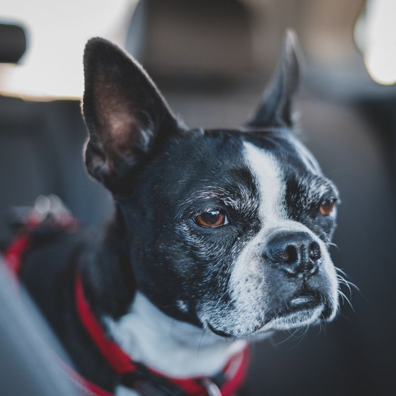 Boston Terrier - photo galerie 4