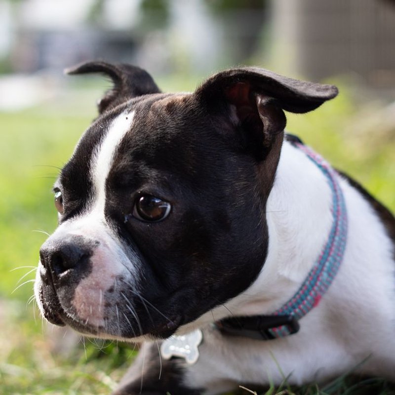 Boston Terrier - photo galerie 3