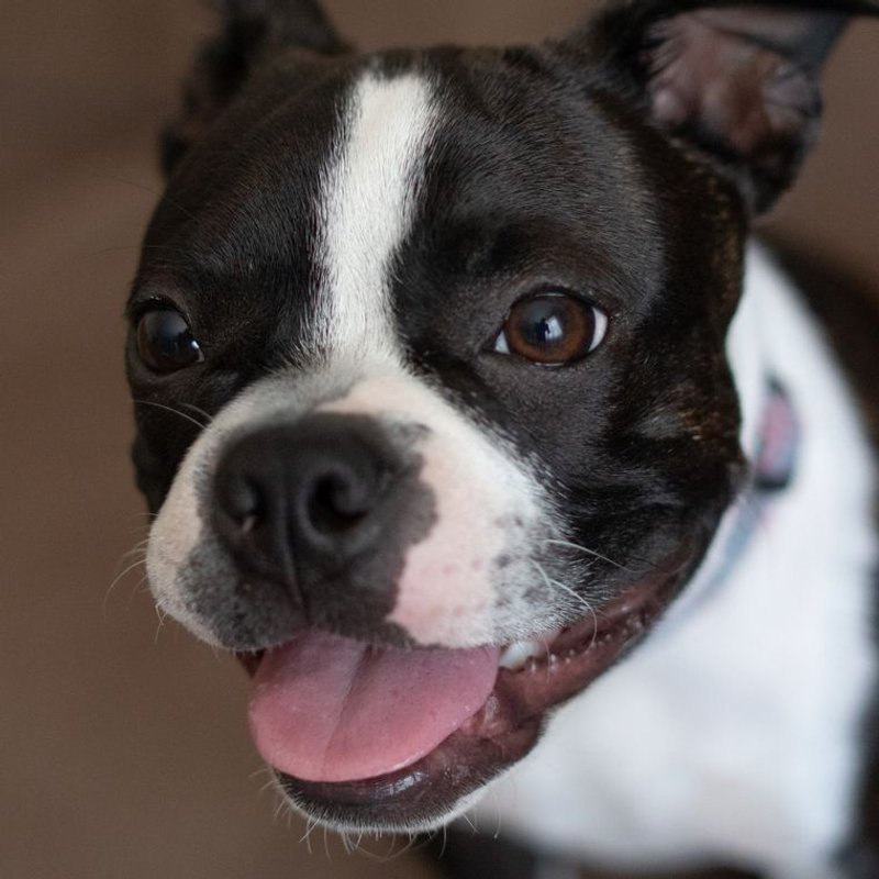 Boston Terrier - photo galerie 1