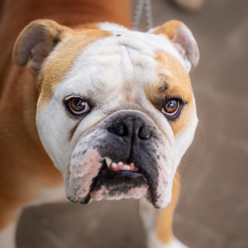 Bouledogue Anglais - photo galerie 4